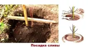 Посадка сливы