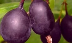 Цветки, плоды и косточки