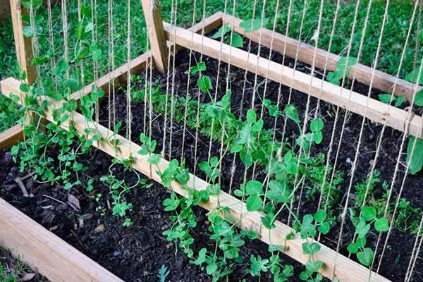 Уход за горохом