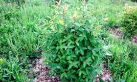 Уход за молодым растением