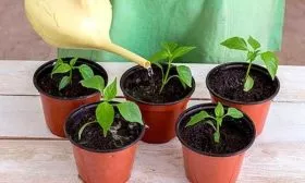 Уход за рассадой