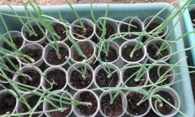 Уход за рассадой лука из семян