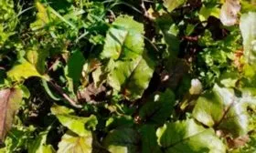 Уход за растением в течение сезона