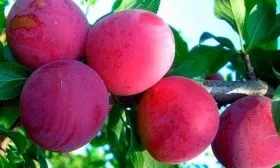 Уход за растениями