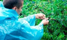 Уход за взрослым растением