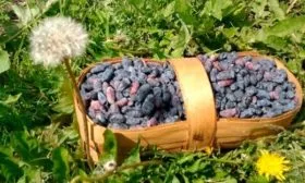 Урожайность