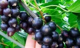 Урожайность и область применения