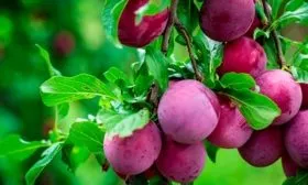 ussurijskaya-sliva-morozostojkaya-krasotka