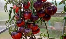 Вкусовые качества и предназначение