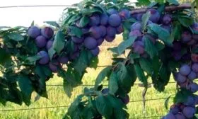 Внешний вид дерева