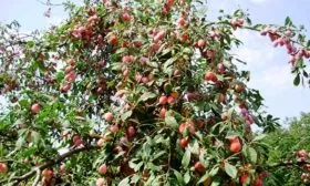 Внешний вид дерева