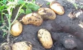 Внешний вид куста