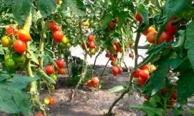 Внешний вид растения