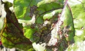 Вредители и болезни свёклы