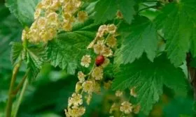 Все о цветении и плодоношении сорта