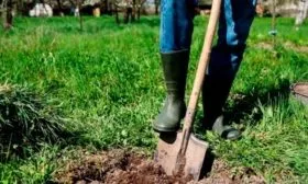 Выбор и подготовка посадочного участка