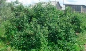 Выбор подходящего места и подготовка грунта