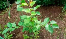 выбор саженца