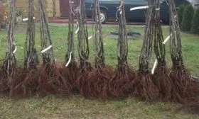 Выбор саженцев