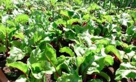 выращивание