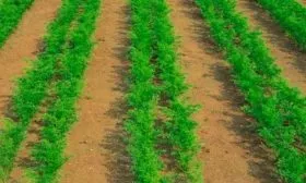 выращивание