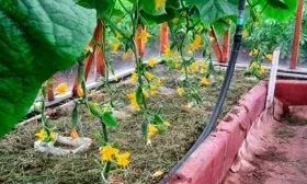 выращивание