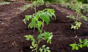 Выращивание на открытом грунте