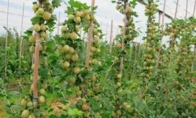 Выращивание на шпалерах