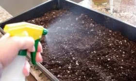 Выращивание рассады