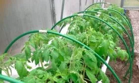 Выращивание в теплице