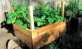 Выращивание в ящике или в бочке