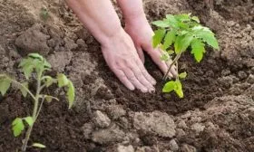 Высадка на постоянное место