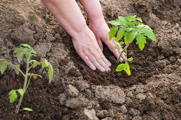 Высадка на постоянное место