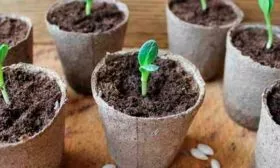 Высадка семян