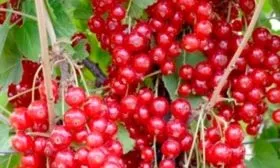 Ягоды и их вкусовые качества