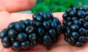 Ягоды, их вкусовые качества