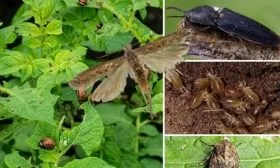 Заболевания и насекомые-вредители