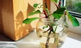 Зелёными черенками