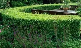 Живая изгородь