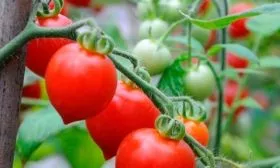 Продуктивность