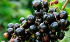 Продуктивность