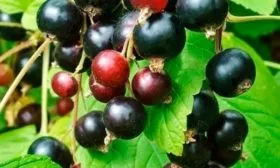 созревание