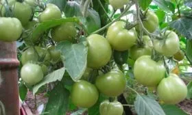 Особенности выращивание