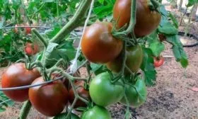 срок созревания