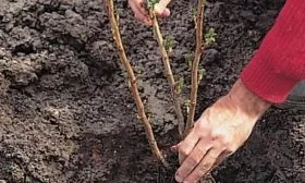 Алгоритм посадки