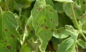 Пасынкование и уход за почвой