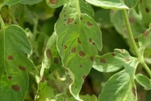 Пасынкование и уход за почвой