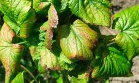 Болезни и вредители