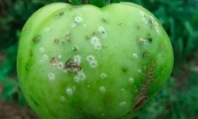 Болезни и вредители