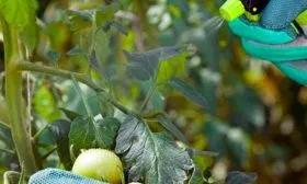 Борьба с болезнями и вредителями